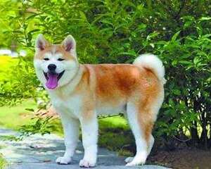 秋田犬性格怎么样？秋田犬性格大解析