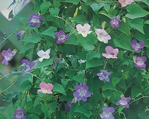 彩鐘蔓的栽种培养与管理(图)