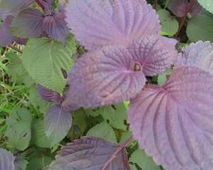 皱叶紫苏怎么养