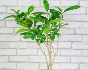 狗牙花什么时候开花