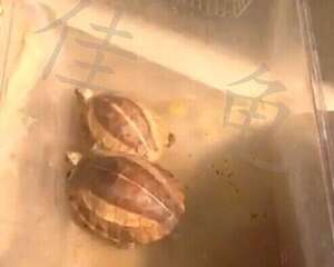 两例黄额闭壳龟调理开食报告