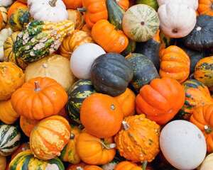 南瓜可以天天吃吗，怎么做好吃