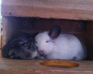 孩子饲养龙猫需要注意哪些问题