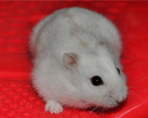 奶茶仓鼠的生活环境