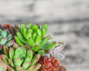 多肉植物徒长怎么办