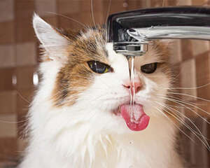 夏季给猫咪补水的重要性