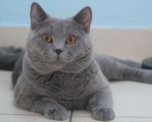 坐高铁可以带宠物吗？应该注意哪些事项？