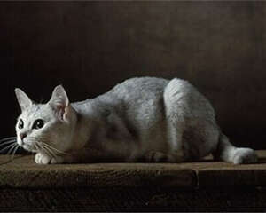 训练猫咪捉老鼠