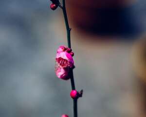 梅花的修剪方法