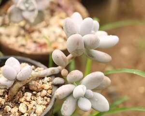 水有很多种，什么样的水更适合用来给多肉植物浇水？