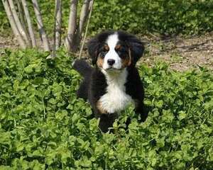 冬天是否还需要给狗狗驱虫？