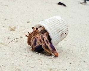 寄居蟹吃什么?寄居蟹喂养注意事项