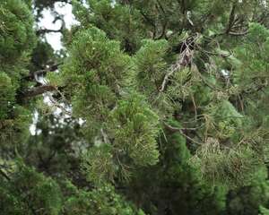 种植龙柏树的忌讳