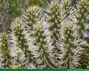 植物三十六计之：攻防对峙