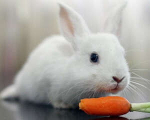 宠物兔吃胡萝卜会越吃越瘦