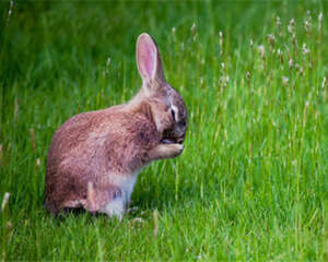 家兔肥育的五个要点