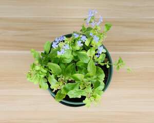 蓝雪花扦插方法和时间