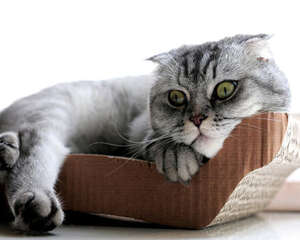 如何巧用小苏打为猫咪护理