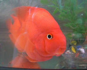 鹦鹉鱼饲养的七大要点