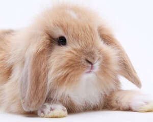 迷你垂耳兔饲养注意点