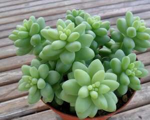 新玉缀Sedum burrito（Sedum morganianum var. burrito）