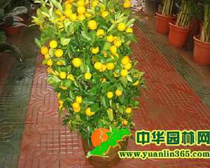盆栽金橘的管理要点