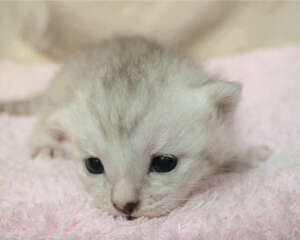 猫咪洗澡后如何吹干?