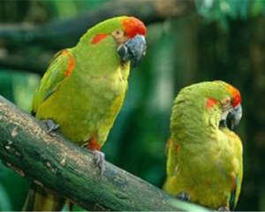 常见的鹦鹉肢体语言解读