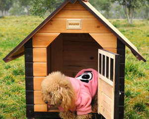 狗舍如何保证清洁卫生