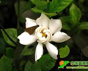 栀子花喜阳 需要全天日照
