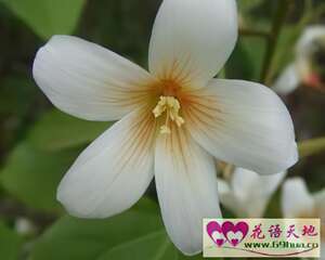 油桐花的花语：情窦初开