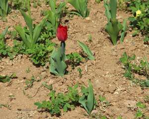 郁金香花期和养护方法