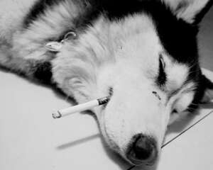 二手烟对狗的伤害