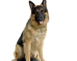 狼狗跟警犬并非同一个品种