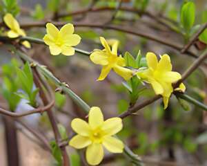 迎春花(图)