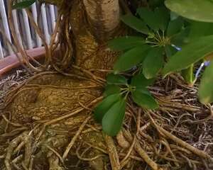 养这花，10年不用换盆，照样养成传家宝！