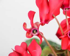 怎样才能让仙客来提前开花