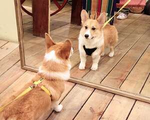 狗狗照镜子会出现哪些反应