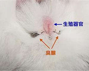 怎样帮宠物兔清理臭腺