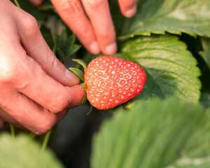 草莓不甜怎么办