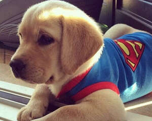 如何让拉布拉多的毛发变漂亮？