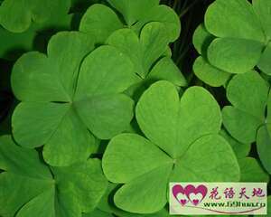三叶草的花语：祈求希望爱情幸福