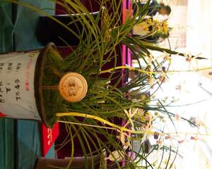 兰花烂根怎么办