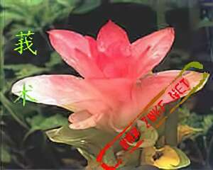 珍稀花卉：莪术(图)