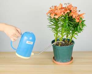 百合开花之后怎么处理，百合一年开花几次