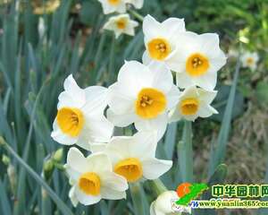 如何延长插花的寿命