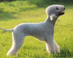 贝灵顿犬有攻击性吗？贝灵顿梗怎么样？