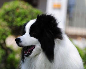 春季谨防狗狗传染性疾病