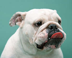 养狗家庭消灭蟑螂的安全方法