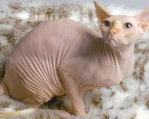 猫咪乳腺肿瘤该怎么防治